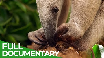 Wild Colombia - Fantastic Creatures | The Lost Eden | Free Documentary Nature