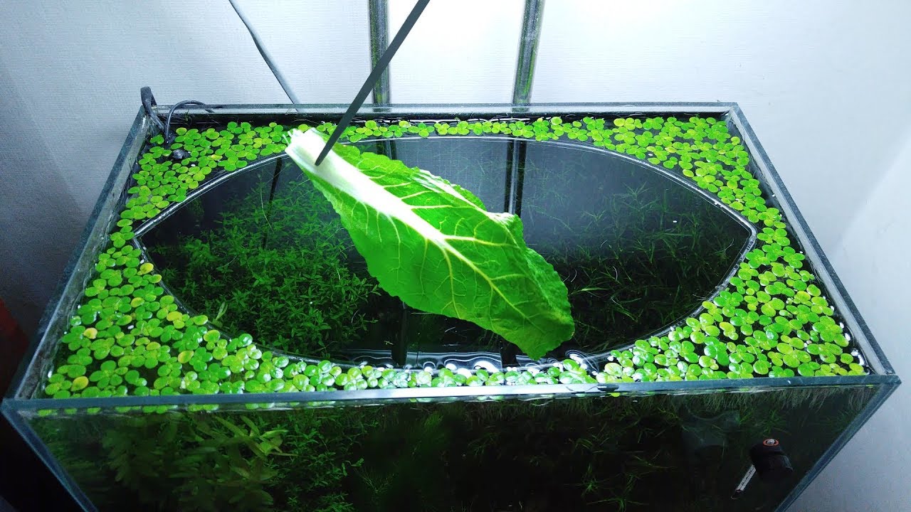 21st Month – (Cabbage Feeding Frenzy) NO filter, NO CO2, NO Ferts 5 Gallon Nano Tank