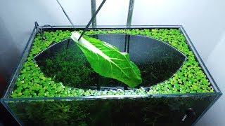 21st Month – (Cabbage Feeding Frenzy) NO filter, NO CO2, NO Ferts 5 Gallon Nano Tank