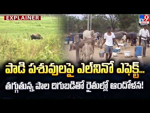 Explainer : పాడి పశువులపై ఎల్‌నినో ఎఫెక్ట్... తగ్గుతున్న పాల దిగుబడితో రైతుల్లో ఆందోళన! - TV9 - TV9