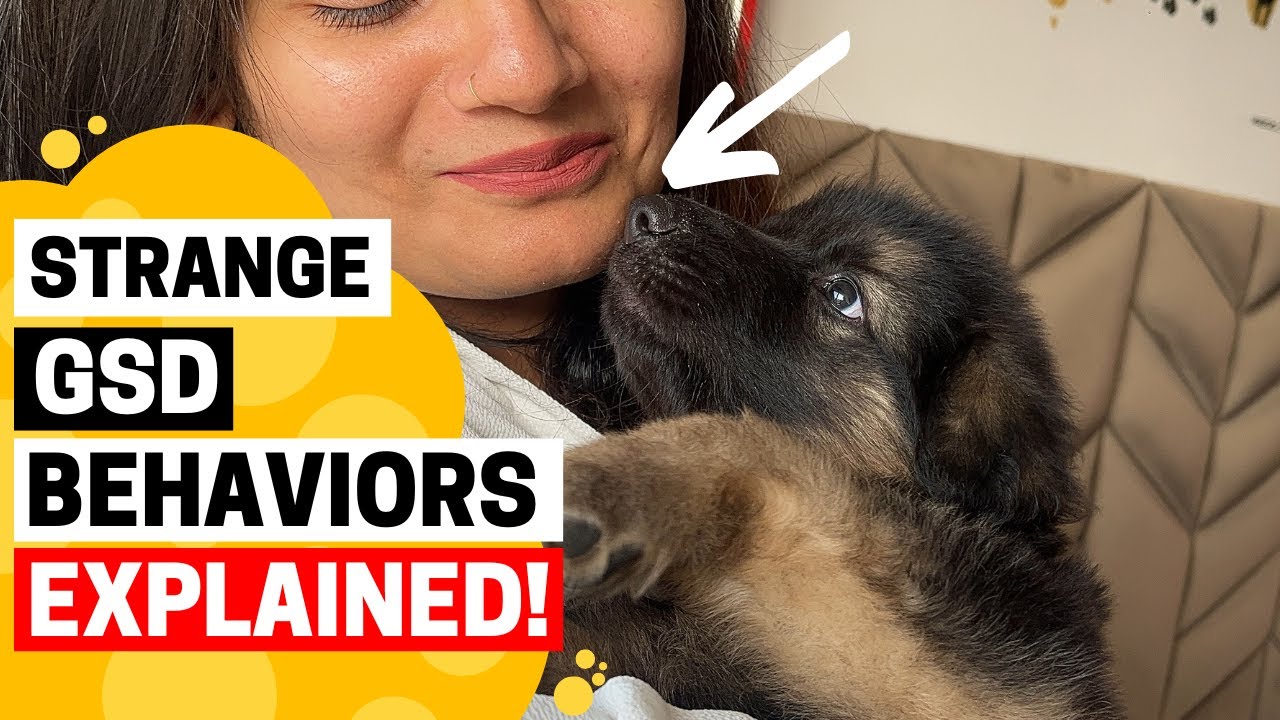 7 Strange German Shepherd Behaviors Explained!
