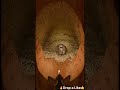 Bilby deep into its underground desert #shortsfeed #shortsviral #wildlife