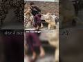 बंदर ने कहा मेरी झूठी कसम मत खाओ ll #monkey #reaction #shorts
