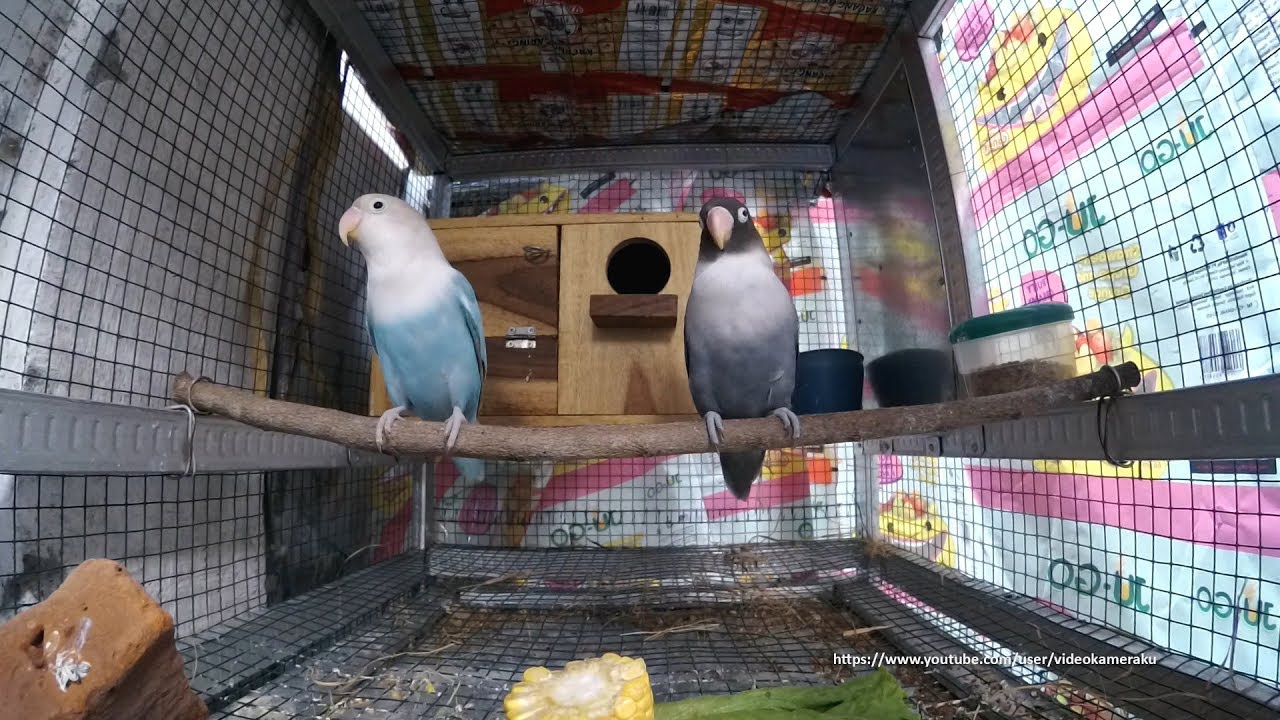 Lovebird Sounds Moved to a New Cage for Breeding YouTube