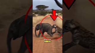 5 Animal Encounters Nobody Expected😱#viralshorts