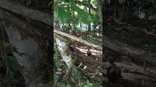 EL POLLO HIJO DEL GALLO YAMADO CHIKITIN traba Joel