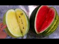 Sandía Amarilla vs Roja comparación de melón de agua, acendría, sindria, patilla, Citrullus lanatus