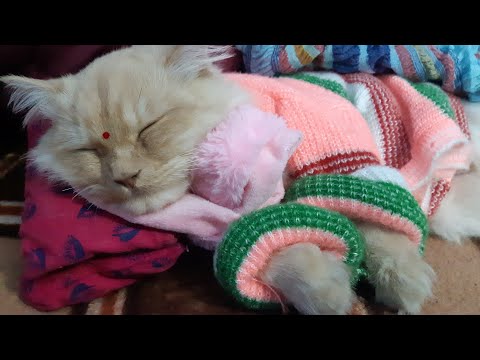 Fairy sleeping in cozyness | Persian cat | first winter |