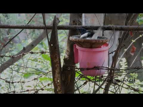 Bath of Oriental Magpie-Robin in water bowl at my backyard Nagpur, today 2025 by Sanjay Nafdey on Behavior of Birds & Animals