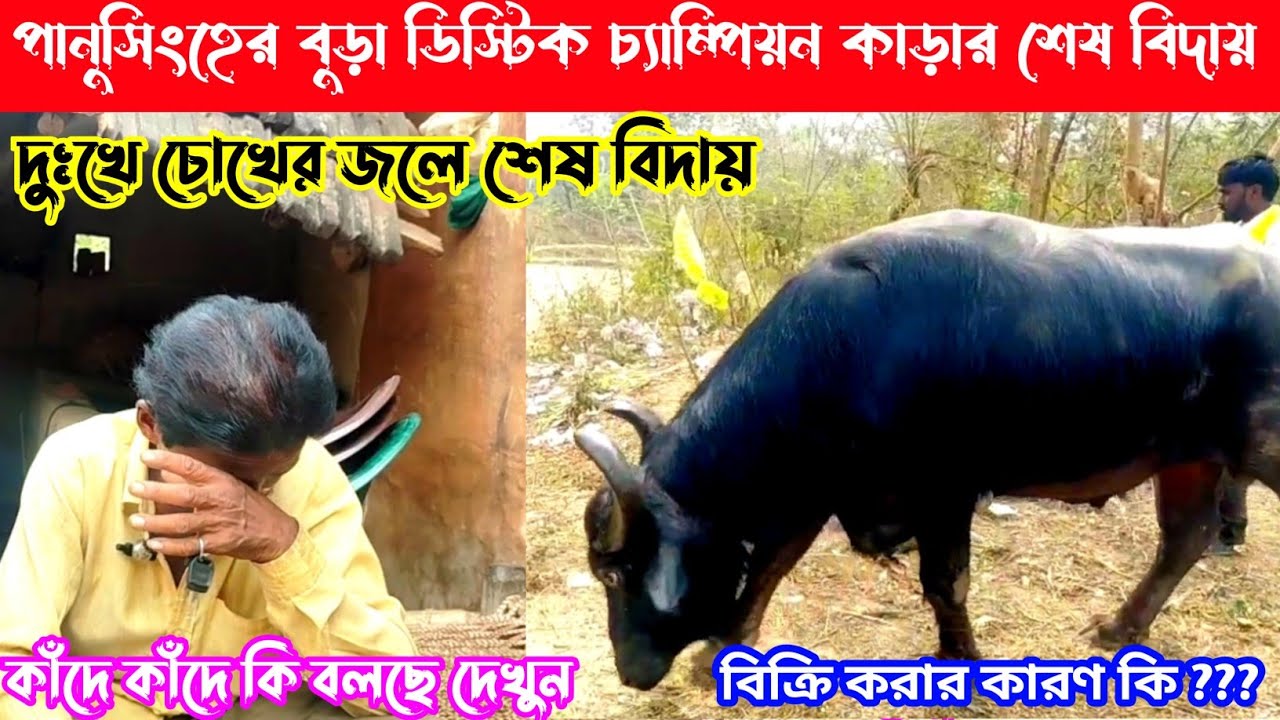 পানুসিংহের বুড়া ডিস্টিক চ্যাম্পিয়ন কাড়ার চোখের জলে শেষ বিদায়,কাঁদে কাঁদে কি বলছে,বিক্রির কারণ কি