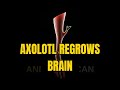 Axolotl: The Salamander That Can Regrow Its Brain, Heart, and Limbs