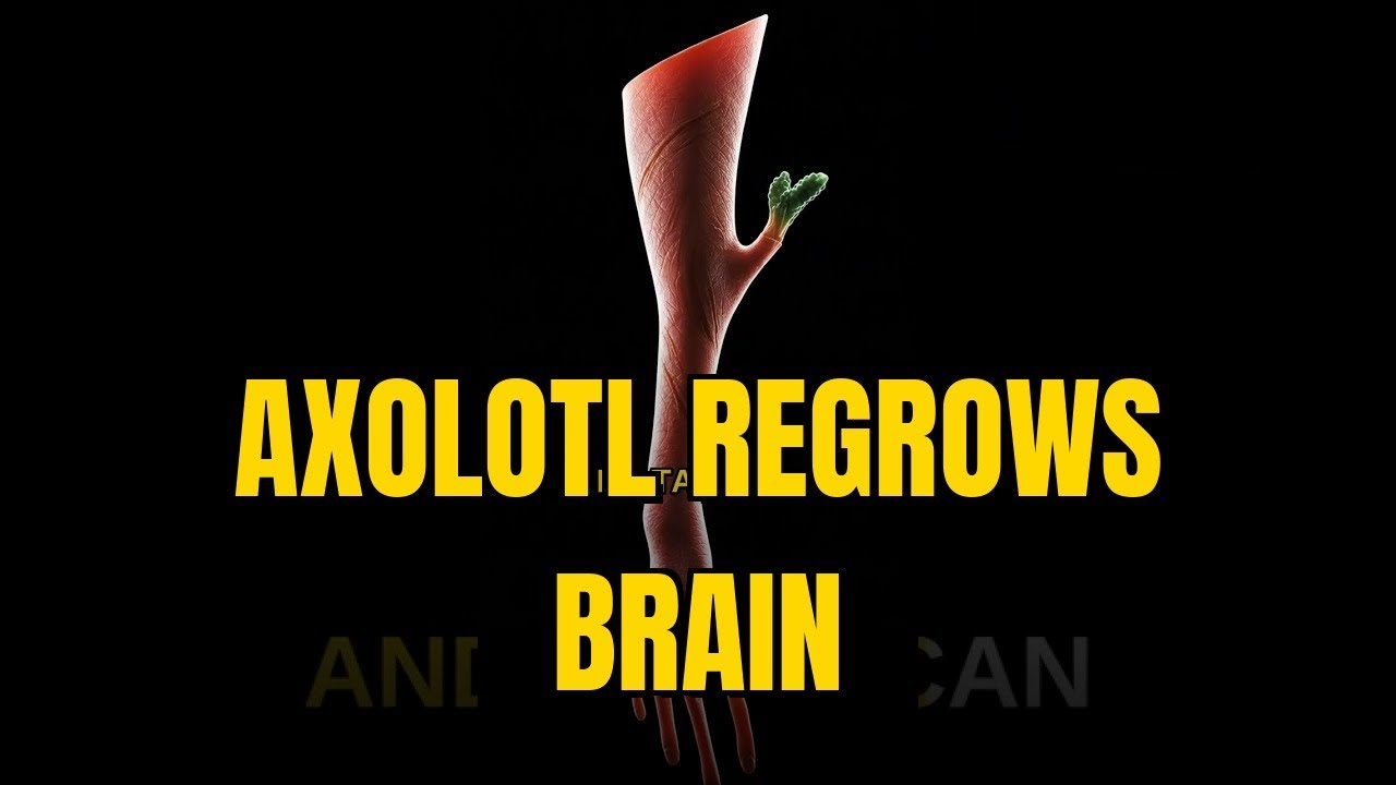 Axolotl: The Salamander That Can Regrow Its Brain, Heart, and Limbs