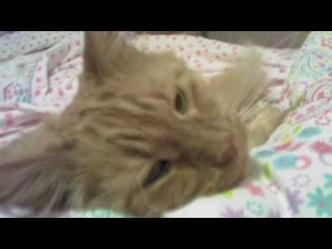 Fuzz 1993-2012 Fuzz 1993-2012