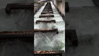 Bonneville Dam | N Bonneville WA | #bonneville #washingtonstate #dam #fish #tour #familyfun
