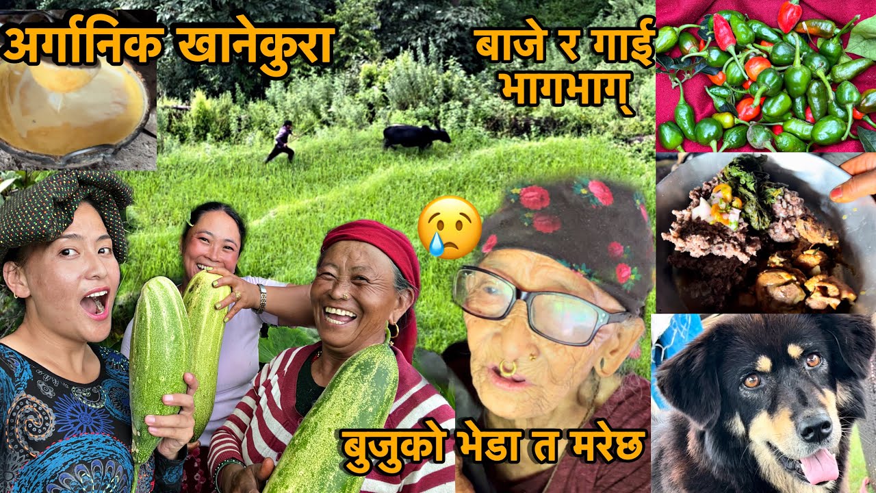 गोठको अर्गानिक खानेकुरा।बुजुको भेडा त मरेछ😢।कोदोबारीमा गाई पसेर बाजे भागंभागगर्दै। बारपाक साईलीकोगीत