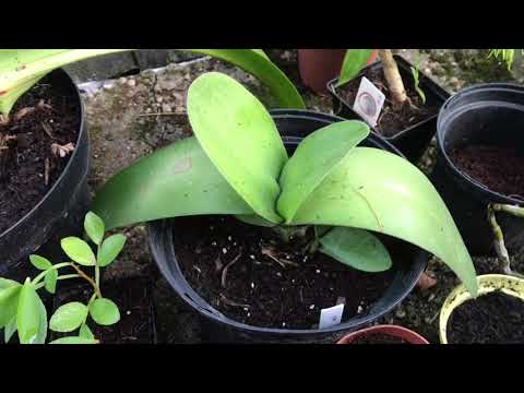Haemanthus albiflos blüht nicht? Licht, Topf und Gießrhythmus prüfen