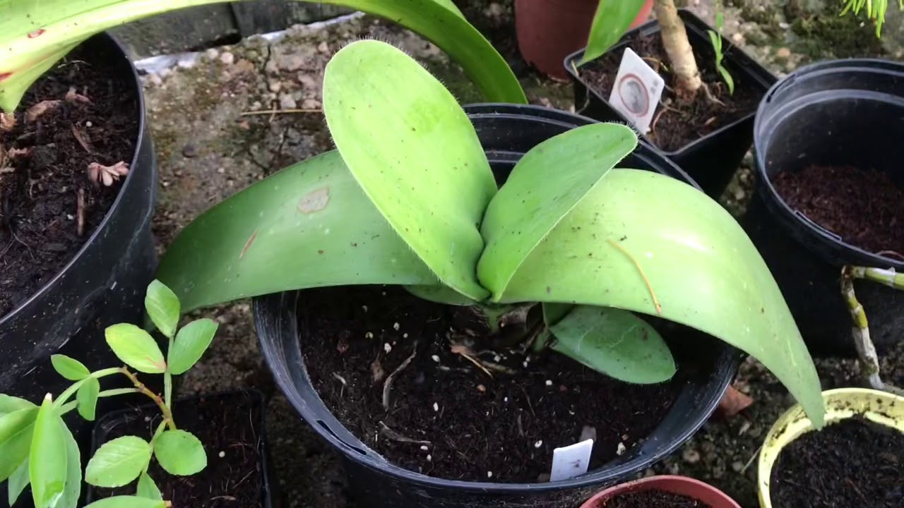 Haemanthus albiflos blüht nicht? Licht, Topf und Gießrhythmus prüfen