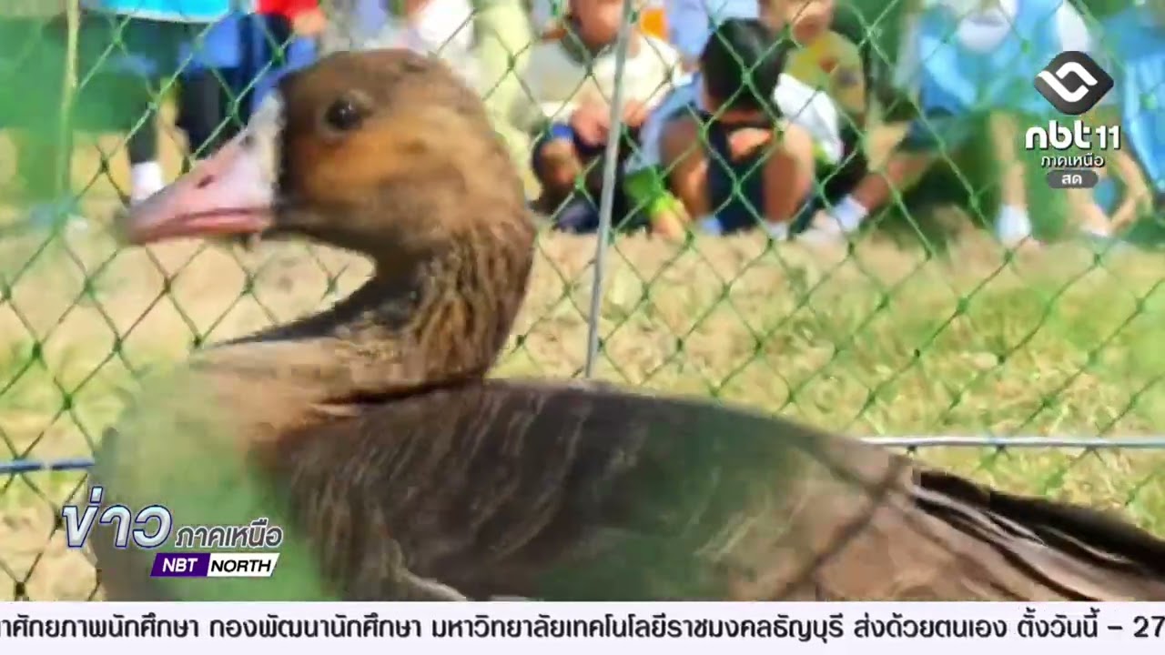 พบห่านหน้าผากขาวใหญ่ จากกรีนแลนด์