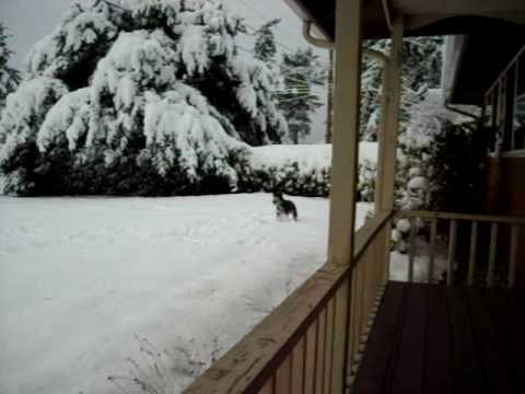 Obie playing in the snow 12-22-2008