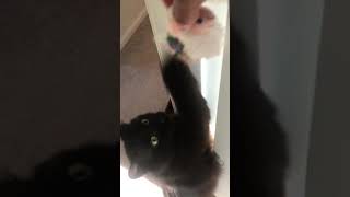 Stormi the Black Turkish Angora Cat