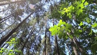 Companies help King County save forests