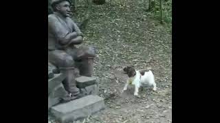 Aww, poor pupper sit and wait | Pet Shorts