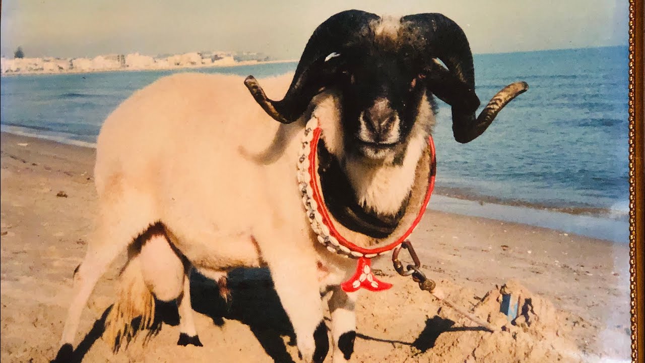 حلقة 8 : شريف لمعلم بطل تونس 🇹🇳🏆 جزء الثاني