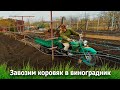 Завозим коровяк в виноградник на Урале