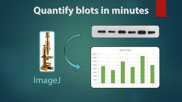 Western Blot quantification on ImageJ