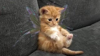 Kittens Use 100% Cute Overload! π»πΎ