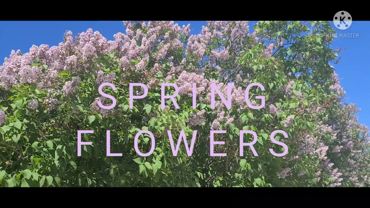 SPRING FLOWERS 🇨🇦