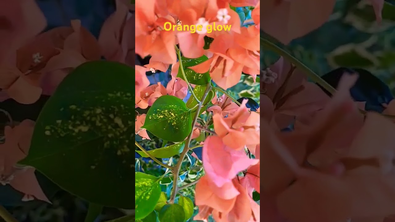 ID, orange glow bougainvillea, 