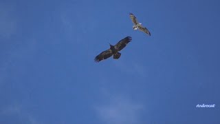 SWFL Eagle Cam 6-10-23.  E22's Sunrise Surprise; Chases Heron; Mixes it up w/an Opsrey; SOARING!