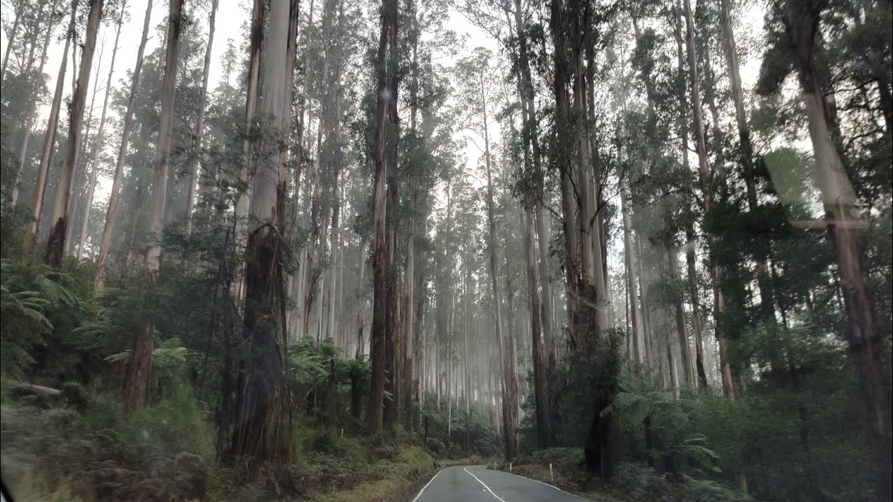 Дорога к горе с рядами вековых эвкалиптов прекрасна как картинка