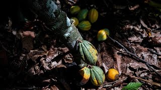 Ivory Coast considers cocoa price cut after Ghana