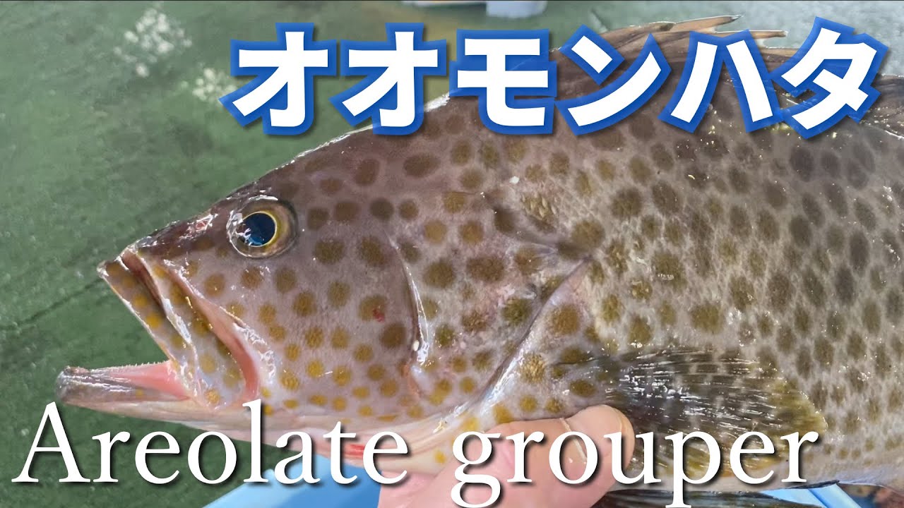 【オオモンハタ】地元名はイギス。Areolate grouper  ※Japanese fish pictorial book市場魚図鑑