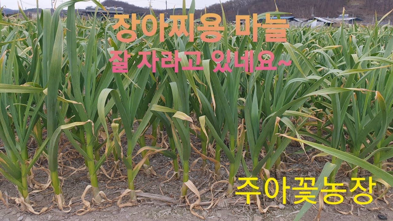 대서마늘 ( 난지형마늘, 스페인산마늘 ) 생육상태 점검 - YouTube