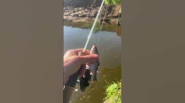 Нижний тест Стеклянного спиннинга Turing Monkey SP-40