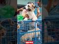 Pet Market Kolkata 😍/lowest price puppy dog/Gallif Street dogs #shorts #viral #dog #dogs #doglover