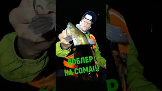 Хорошая рыбалка. #снасти #ловля #трофей #сом #fishing #fisherman #zander #рыбак #трофей