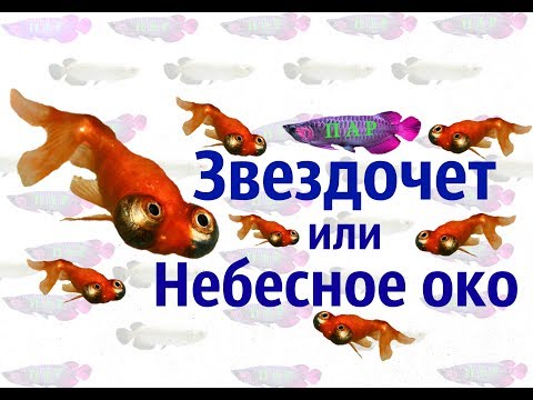 Золотая рыбка звездочет.Небесное око.