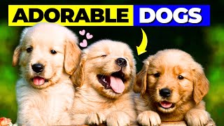 The 5 Most Adorable Dog Breeds in the World