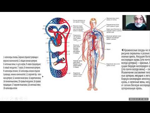 33 Blood clotting 1