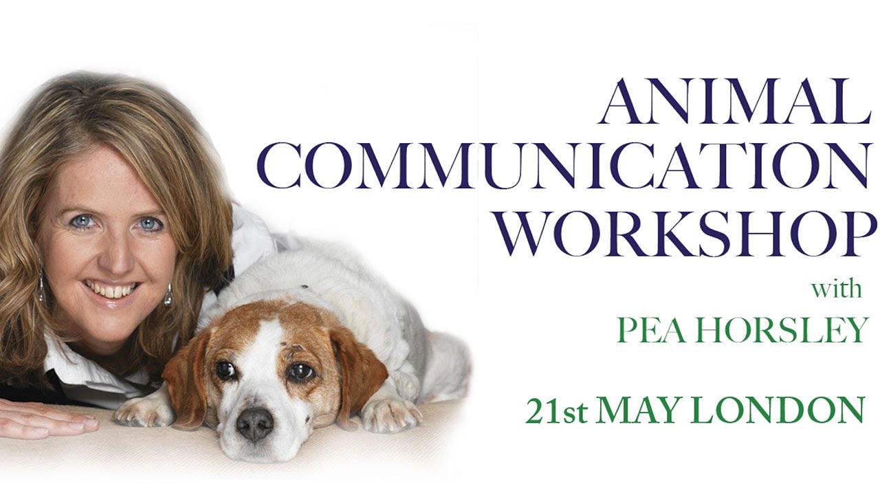 Animal communication. How animals communicate. How do animals communicate.