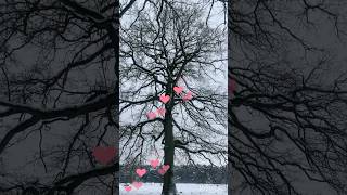 Spirituelle Bedeutung von Lichtungen