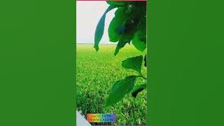 LAGU : DUDA : IMAM S ARIFIN  https://youtu.be/lcO5ZMGyFHY