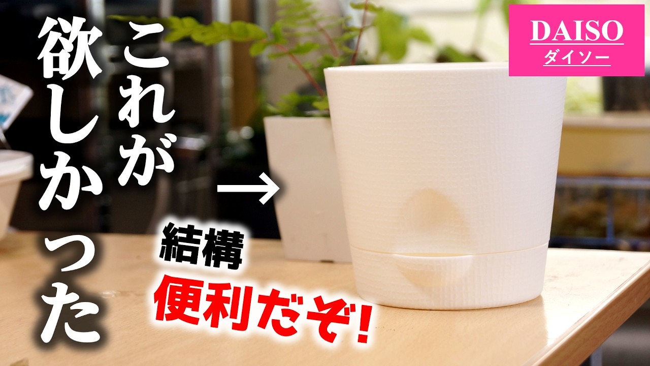 そのまま棚へ戻せる！？100均『水やりストレスフリー』な植木鉢に感動…！【観葉植物・シダ】