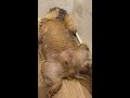 After a lot of playing... #marmot #mamochi #shorts