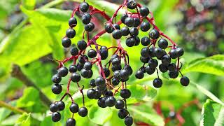 Elderberry Farm A Simple Elderberry Farm Anyone Could Do It