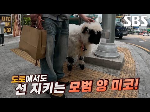 미코, 보행신호에 맞춰 횡단보도 <strong>워킹</strong> 선보이는 천재적 모멘트↗